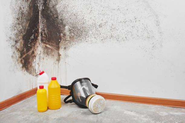 Best Residential Mold Removal  in Green Valley, CA