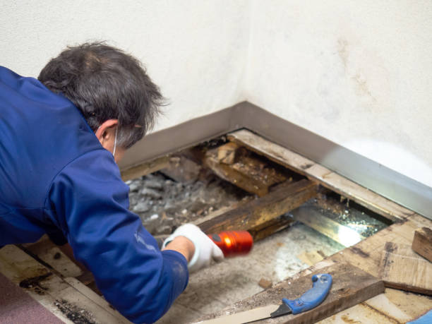 Best Professional Mold Removal  in Green Valley, CA