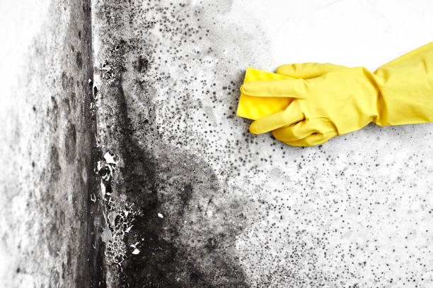 Best Black Mold Removal  in Green Valley, CA