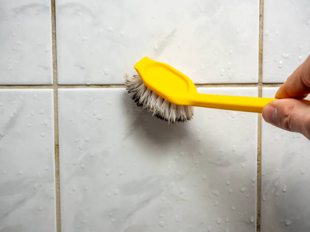 Mold Removal Process in Green Valley, CA