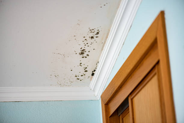 Best Certified Mold Removal  in Green Valley, CA