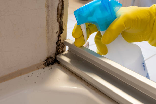 Best Office Mold Removal Services  in Green Valley, CA