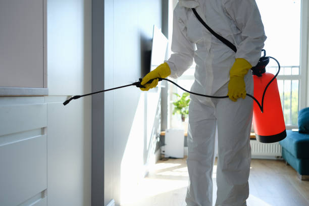Mold Testing and Removal in Green Valley, CA