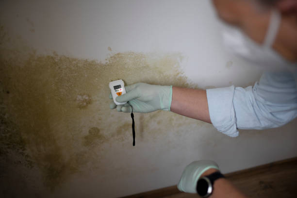 Best Commercial Mold Removal  in Green Valley, CA