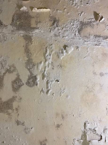 Best Mold Cleaning Services  in Green Valley, CA