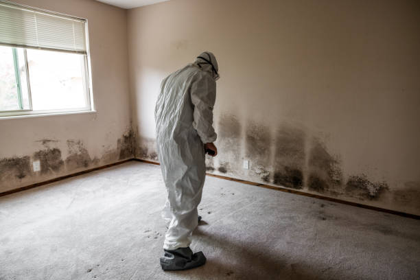 Best Home Mold Removal  in Green Valley, CA