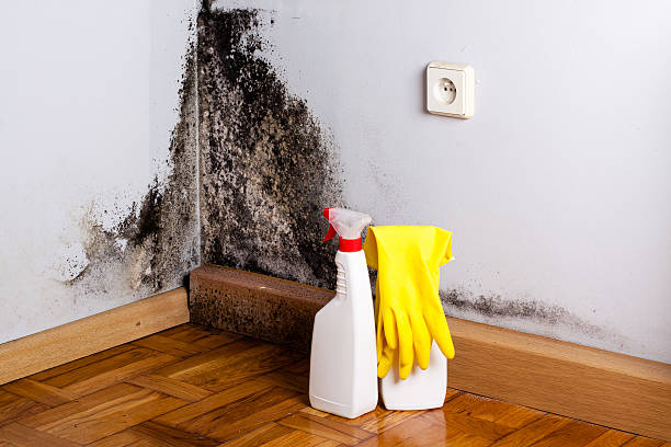 Best Crawl Space Mold Removal  in Green Valley, CA