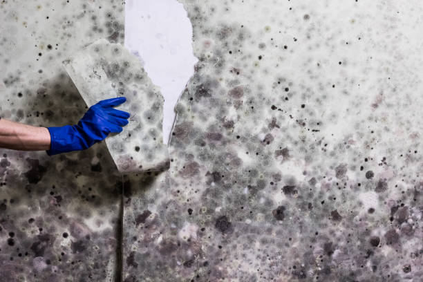 Best Mold Testing and Removal  in Green Valley, CA