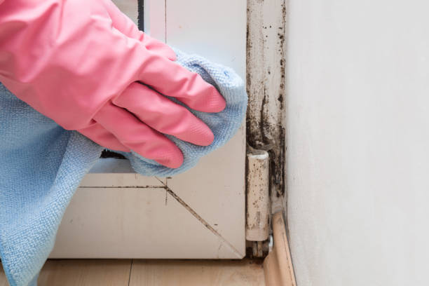 Best Local Mold Removal Service  in Green Valley, CA