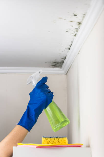 Professional Mold Removal in Green Valley, CA