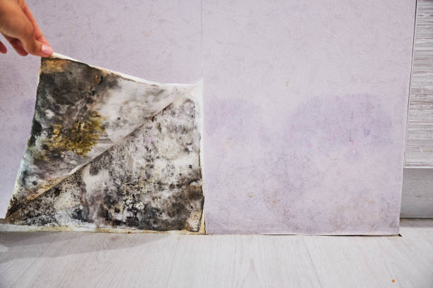 Reliable Green Valley, CA Mold Removal Solutions